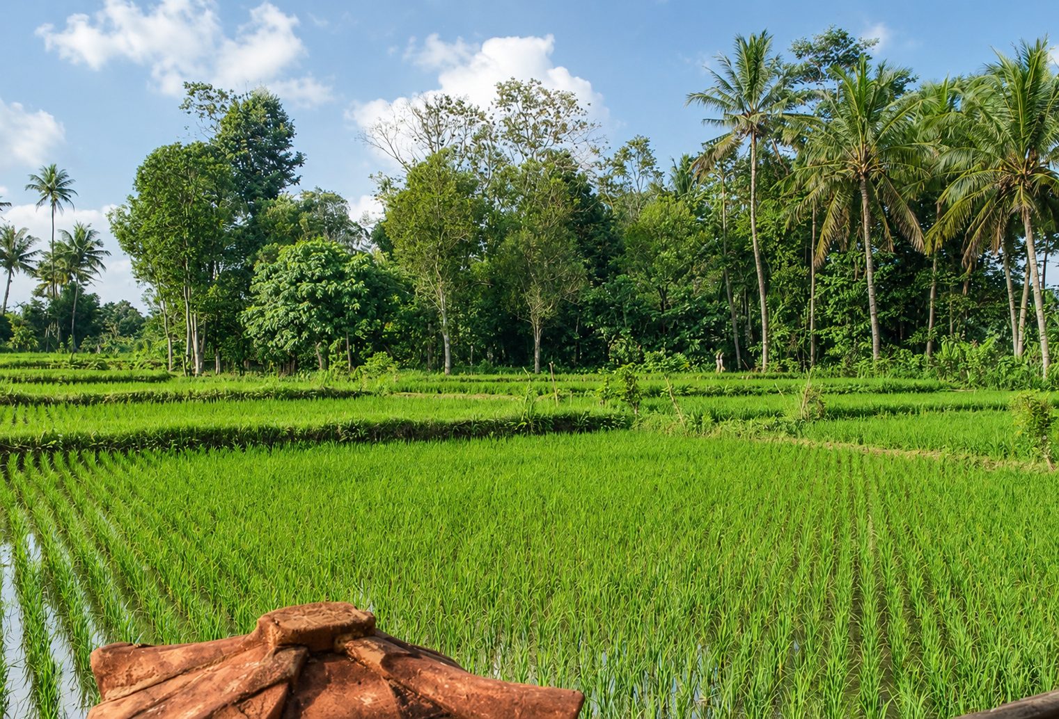Green rice terraces and coconut palms surrounding Winta's Place in Ubud, Bali