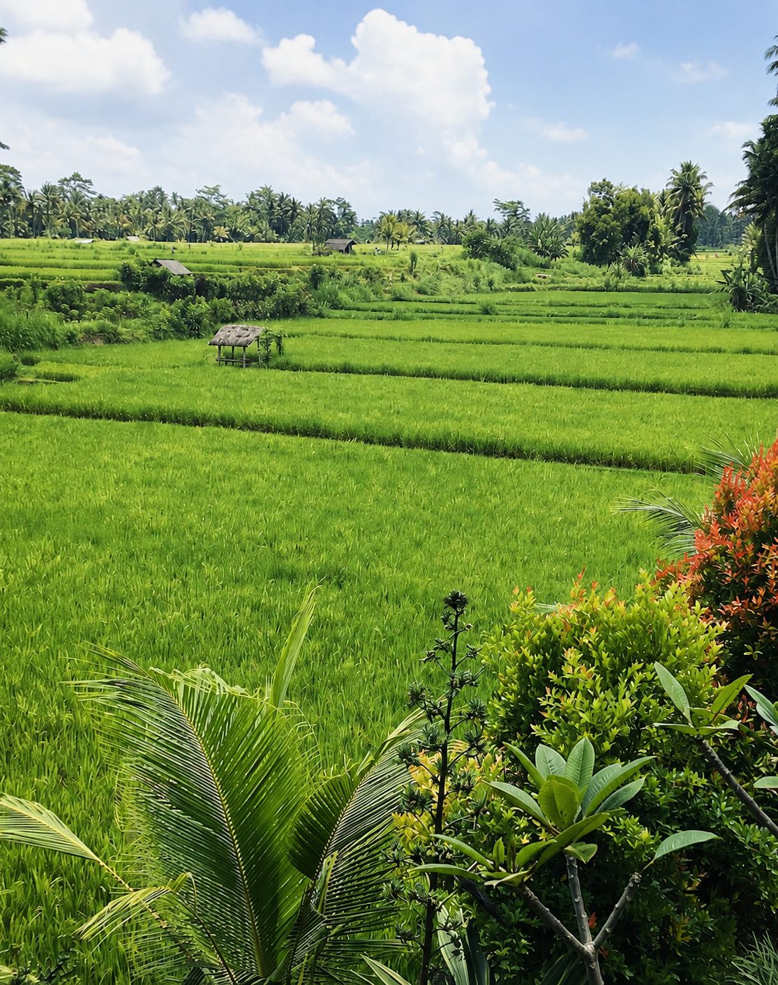 Rice field view from the grounds of Winta's Place school in Ubud, Bali