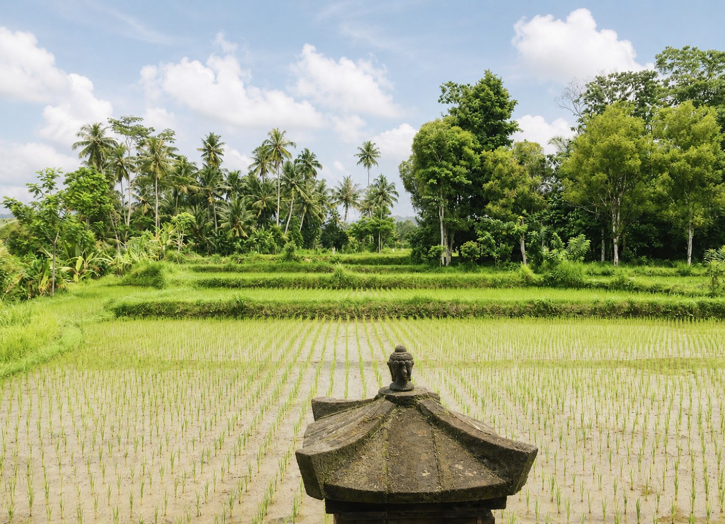 Open rice field views from the back of Winta's Place in Ubud, Bali